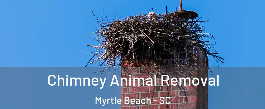  Chimney Animal Removal Myrtle Beach - SC