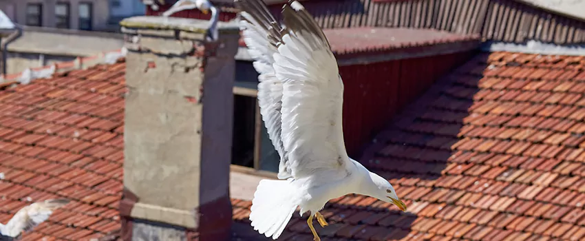 Residential Chimney Animal Removal Solution in Myrtle Beach, SC