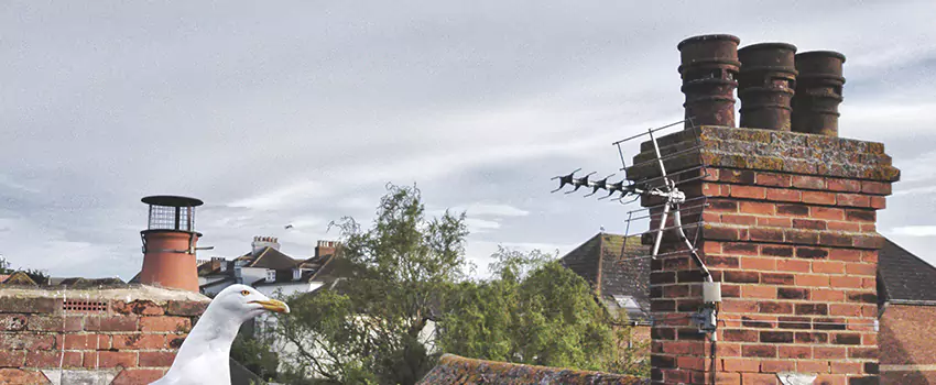 Chimney Cleaning And Restoration in Myrtle Beach, South Carolina